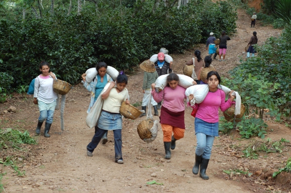 Coffee pickers in Nicaragua returning from the fields with coffee cherries